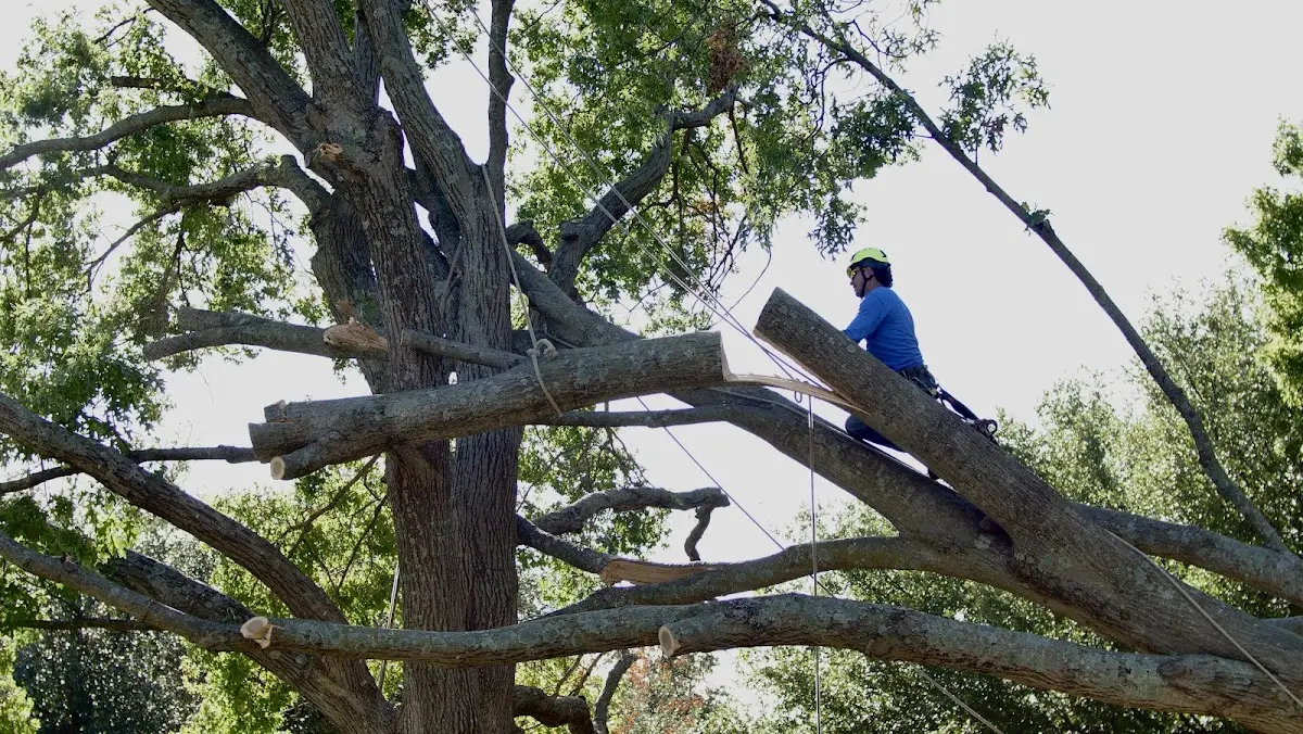 Professional Hazardous Tree Removal performed by certified arborists in Vernon Center