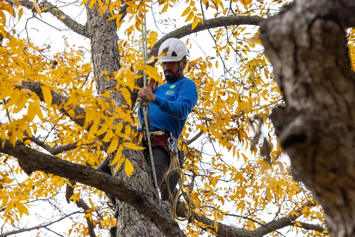 Skilled Tree Planing crew working in Vernon Center